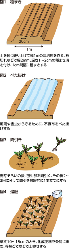 第21回：ホウレンソウ　酸性土を矯正し、排水を良くする