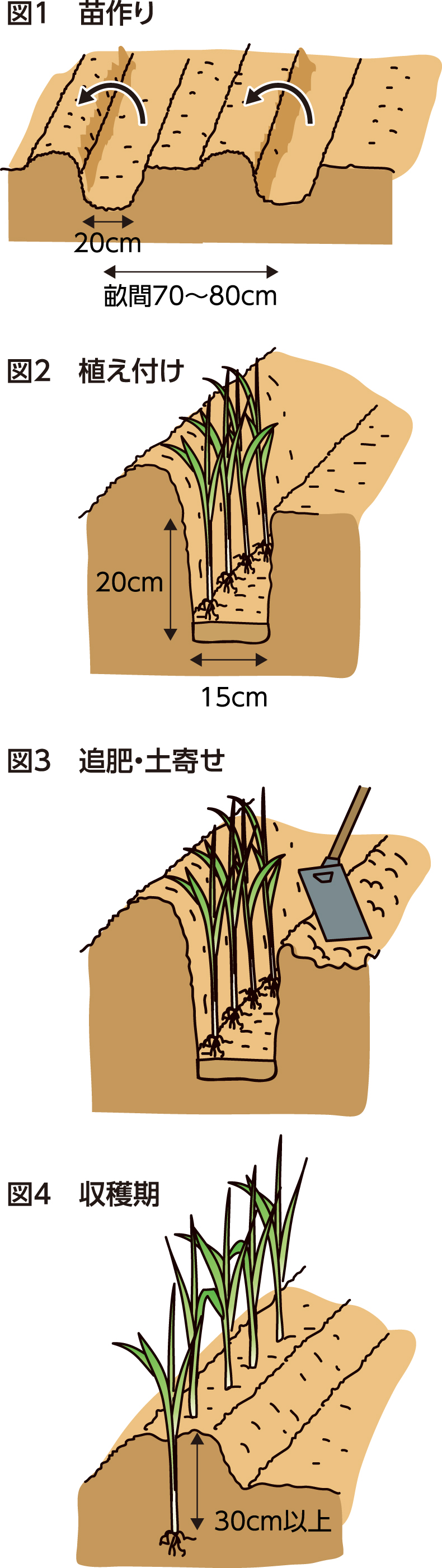 第26回：長ネギ　小まめな土寄せで軟白を長く作る