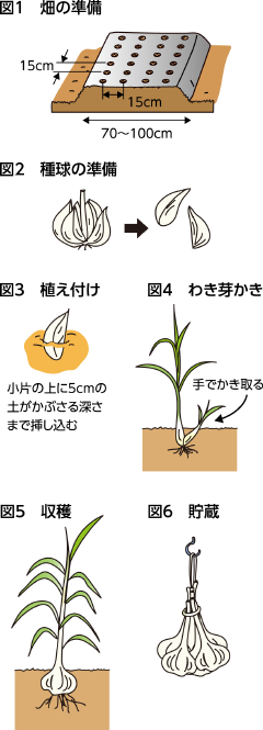 第44回：ニンニク　適期に植え付け、追肥と灌水を行う