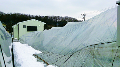 写真: ハウスが並んでいる畑でハウス間に積雪し、横からの圧力でパイプがゆがむ