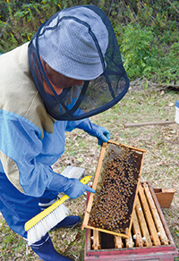 巣箱の中の蜜を確認する作業
