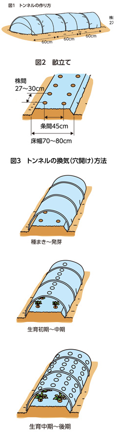 第24回:ダイコンのトンネル栽培 とう立ちの遅い品種を選ぶ